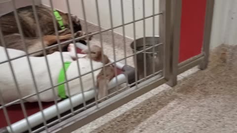 Winnie@gate-lite 2y A867482 Tyre 1y A873358 kennel 113 PACC shelter ok, I gave her space20250806650