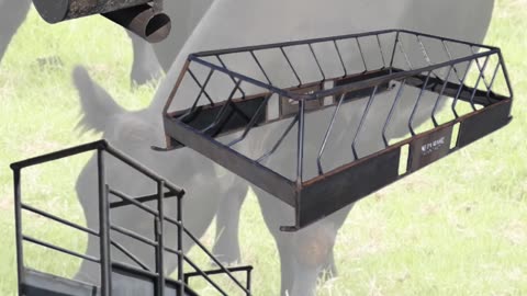 Got Cows?