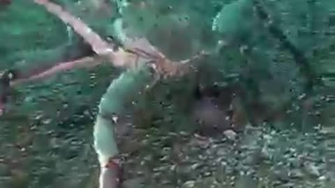 @gottaseevideos:Before VS After Animal Transformation🤯| Amazing Animals Transformation