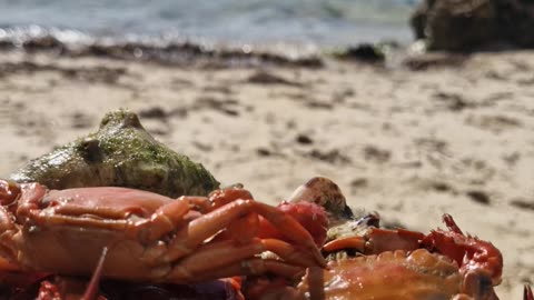 Freshly Cooked Crabs on a Stunning Beach in the Philippines! 🦀🌴