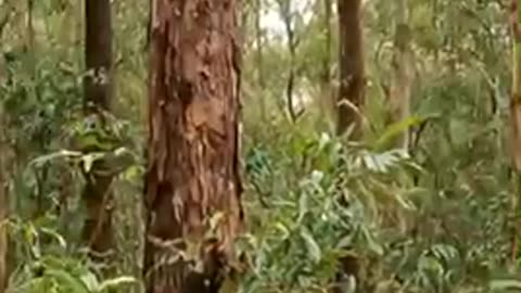 Koala Life: Munching Eucalyptus & Being Unbelievably Cute 🌿