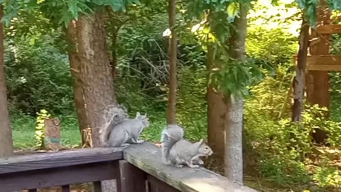 A Cool Surprise Awaits The Squirrels