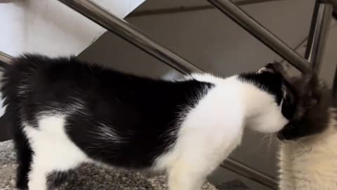 Funny pets
