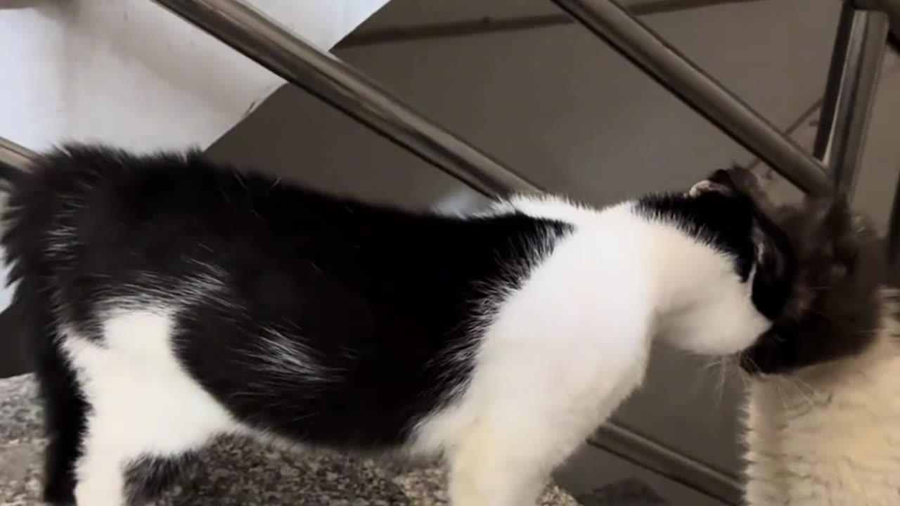 Funny pets