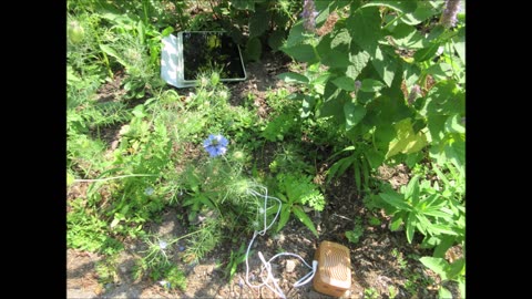 Untamed Beauty Love In A Mist July 2024