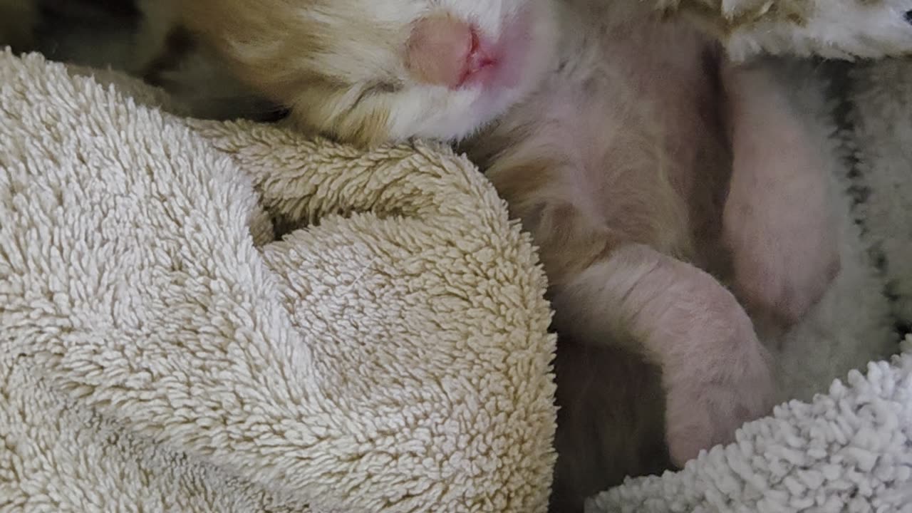 Seven Day Old Kitten Waking Up
