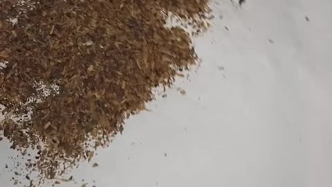 Herbata z grafenem cz.1