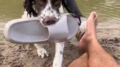🐶😂 This Dog's Reaction Will Make You Laugh! | FunFM