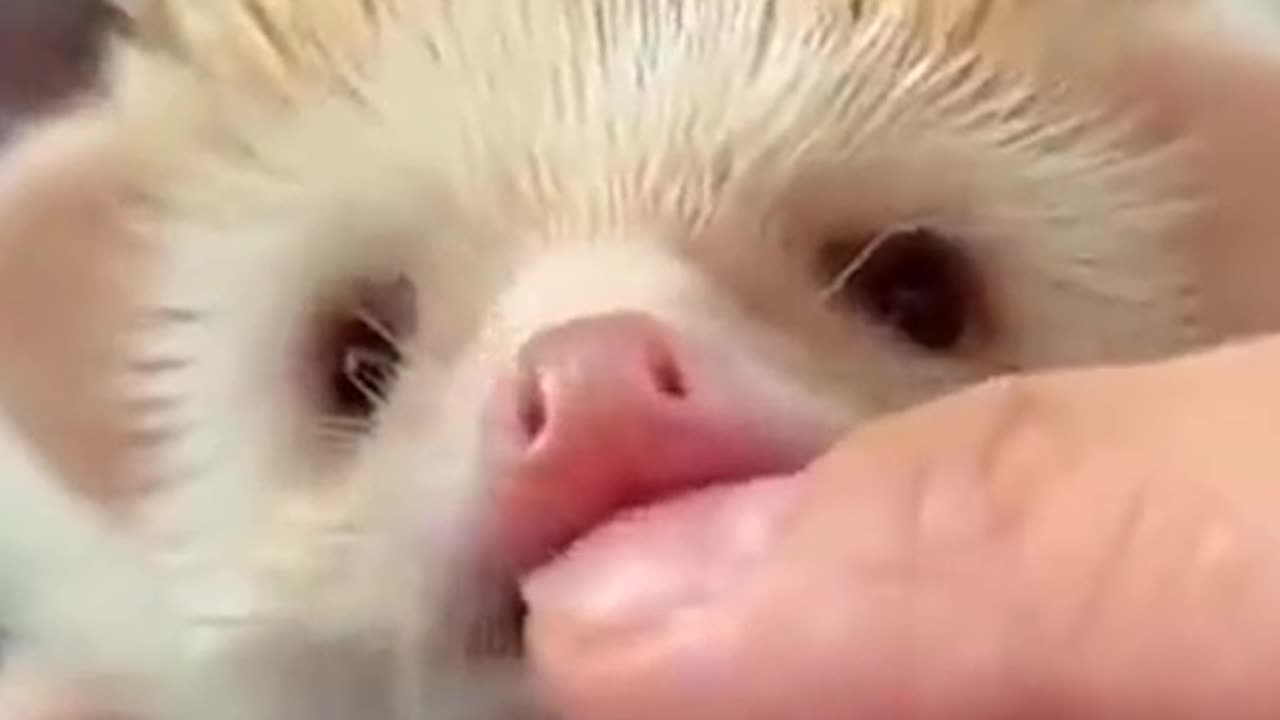 Cute Baby Animals To Make You Smile