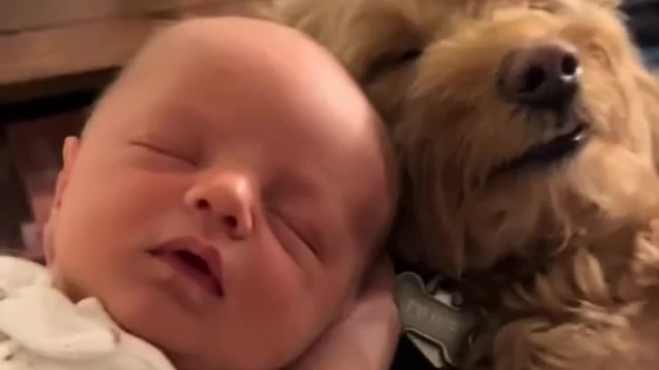 With the componionship of dogs,children's sleep is better