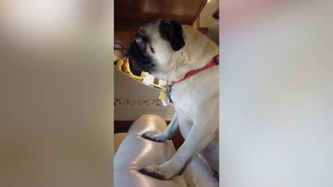 The Funniest Dog Barks You've Ever Heard | Try Not To Laugh