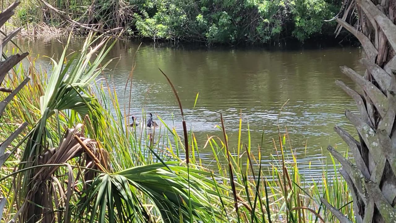 Duck Brawl on the Canal
