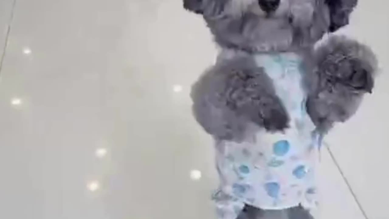 Amazing Puppy Dogs Dancing for Different Style