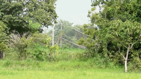 Thai army fires artillery at Cambodia border as tensions rise