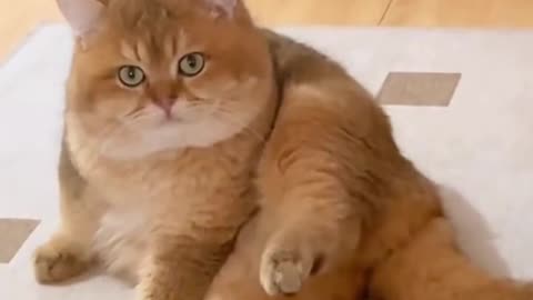 Look at the Cute Kitten! | Cutest Kitty Ever 😻🐱🐾