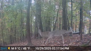 The Woods – 10/30/2025