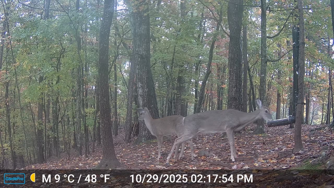 The Woods – 10/30/2025