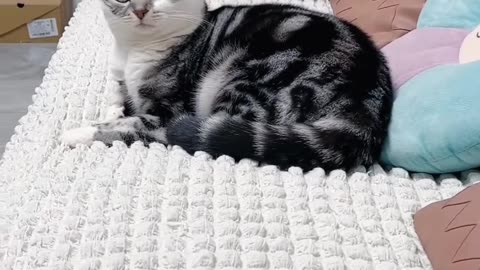 Funny Cats And Dogs Videos