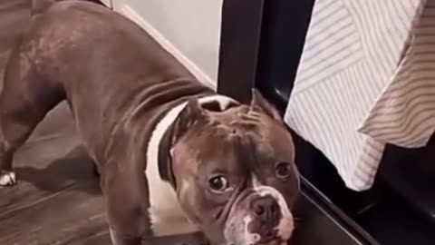Funny animals
