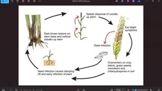 Warpath Ep66 (Agroterrorism: Fusarium graminearum life cycle) by Dr. Paul Cottrell