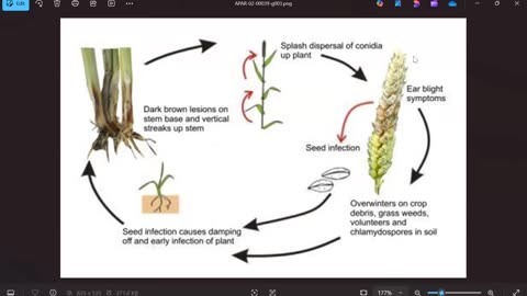Warpath Ep66 (Agroterrorism: Fusarium graminearum life cycle) by Dr. Paul Cottrell