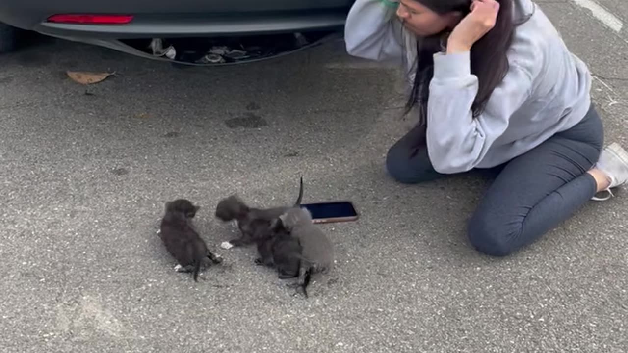 Kittens Removed From Hideaway In Car Bumper