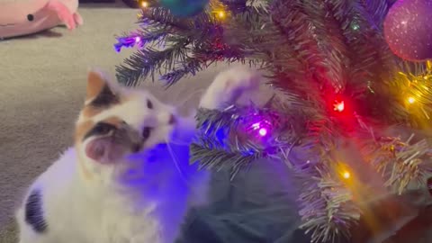 Mallow Feels a Certain Way About Christmas Ornaments