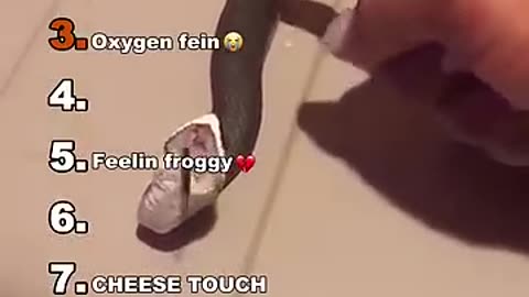 hillarious pets got me in stiches