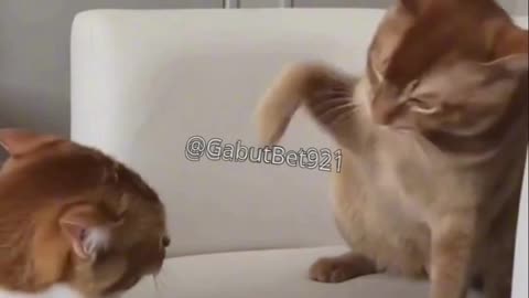 funny cat