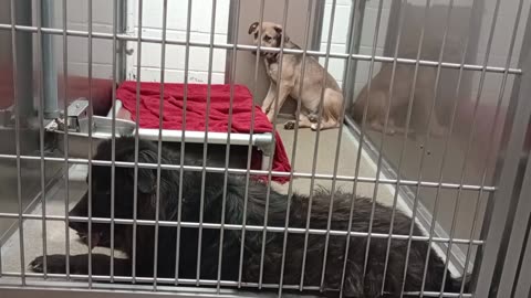 Leo-black 8y A878257 Stoick-naps on bed 6mos A877598 kennel 232 harrys haven PACC shelter20250815959