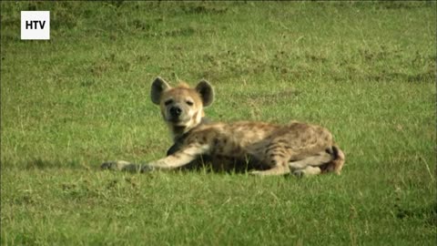 Secrets Beneath the Canopy