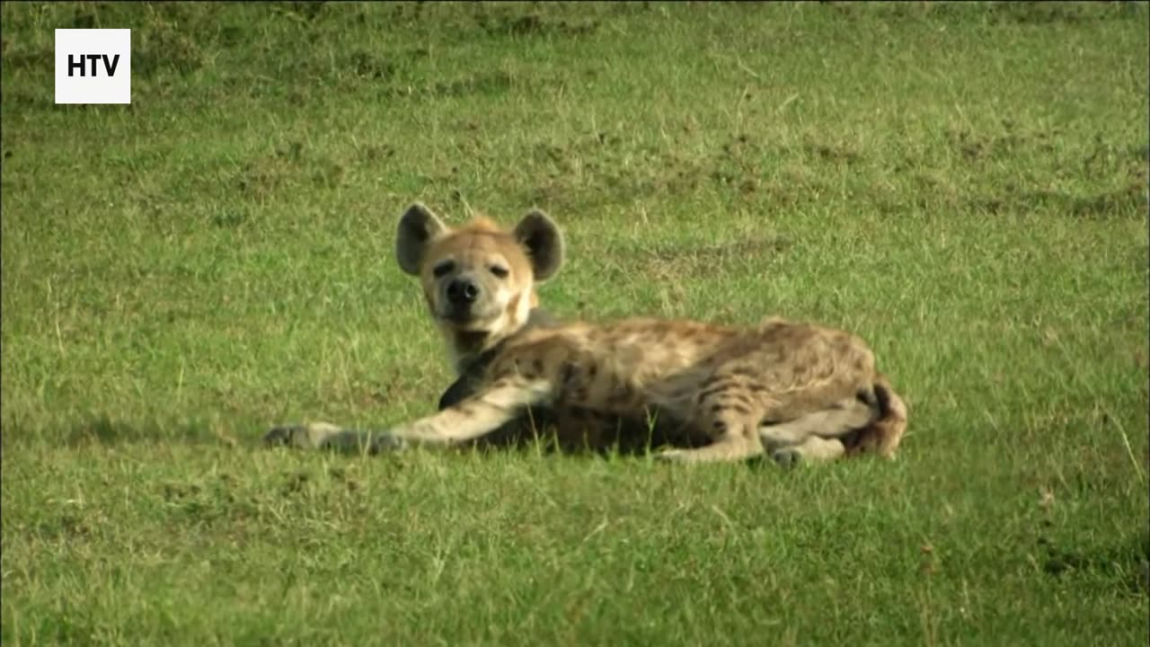 Secrets Beneath the Canopy