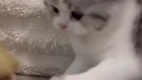 Duck vs dog latest funny video 😂😹🤣
