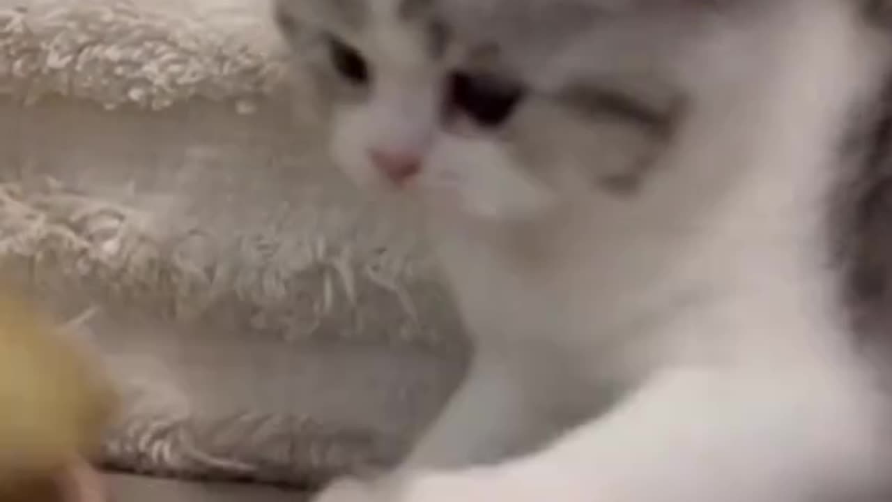 Duck vs dog latest funny video 😂😹🤣