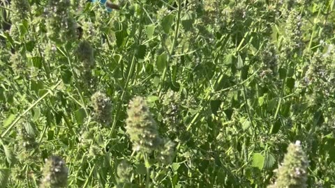 Catnip is a great pollinator plant!