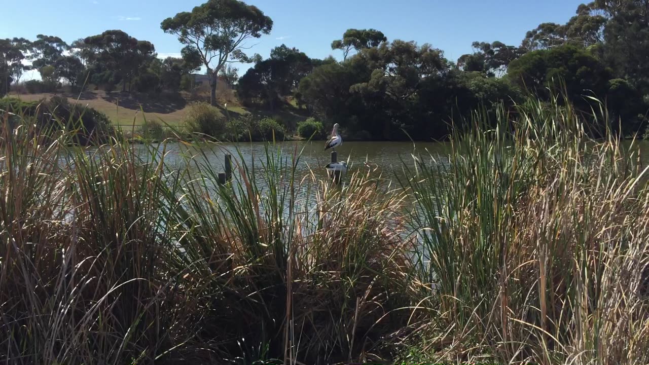 Lakeside bird - Geelong Australia