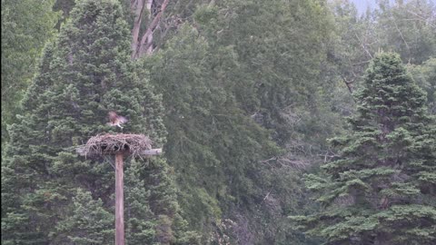 Young Osprey Fledges the Nest