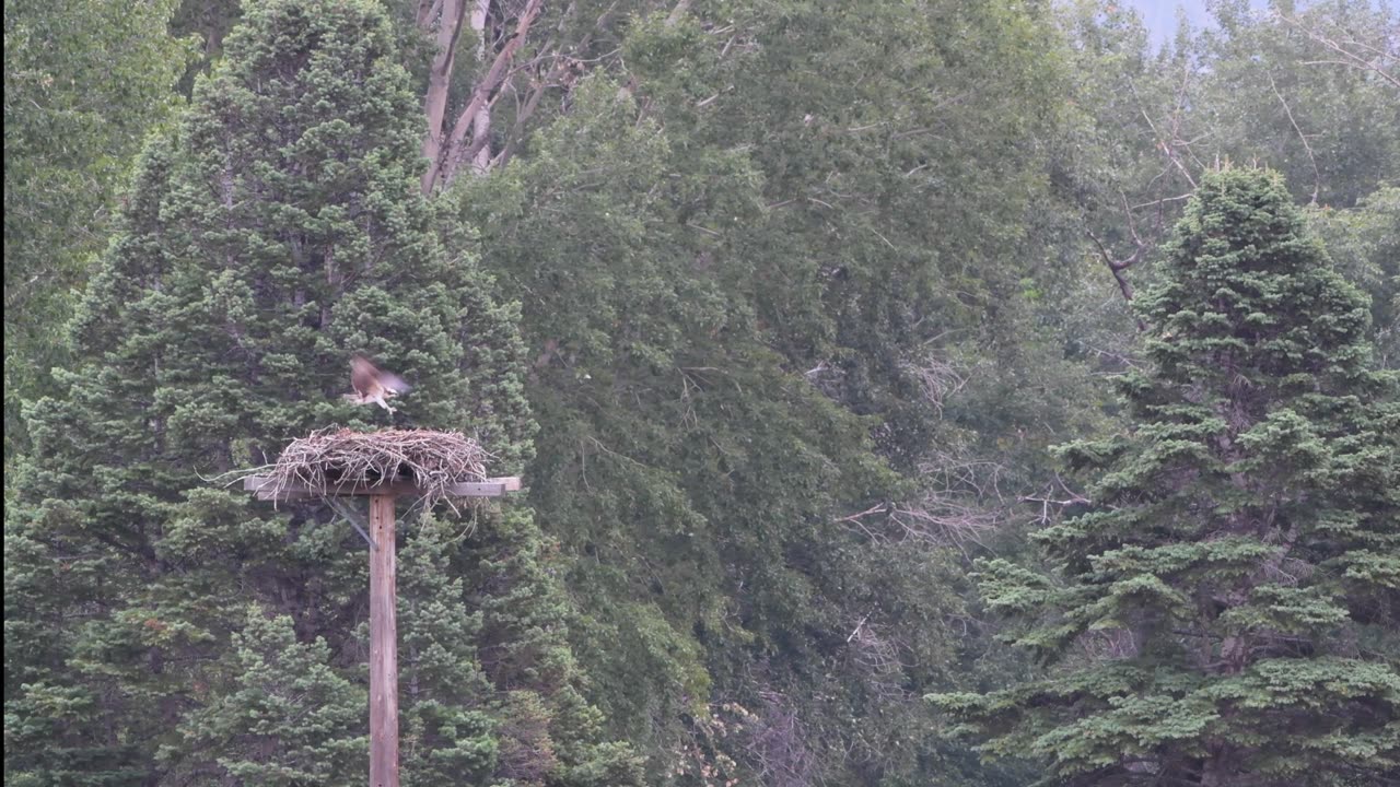 Young Osprey Fledges the Nest