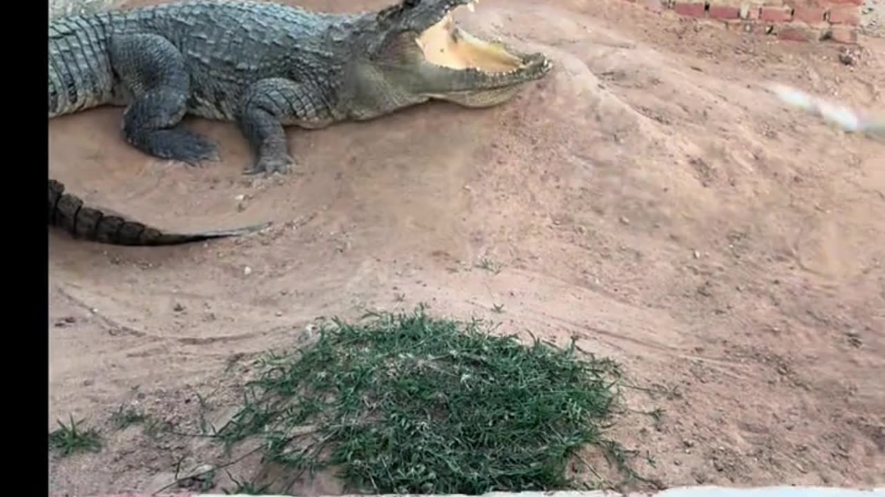 Encountering a stubborn alligator, what should I do？