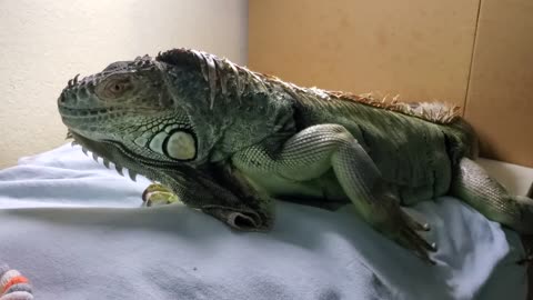 Happy 7th Birthday, Gojira