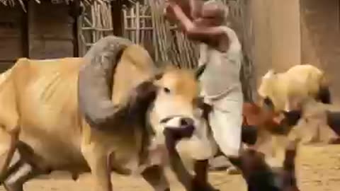 old man vs giant snake