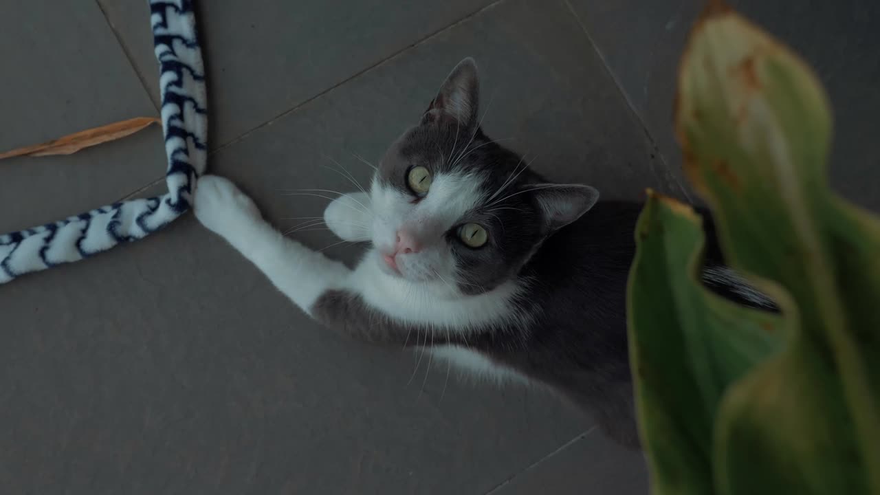 A beautiful domestic cat with green eyes