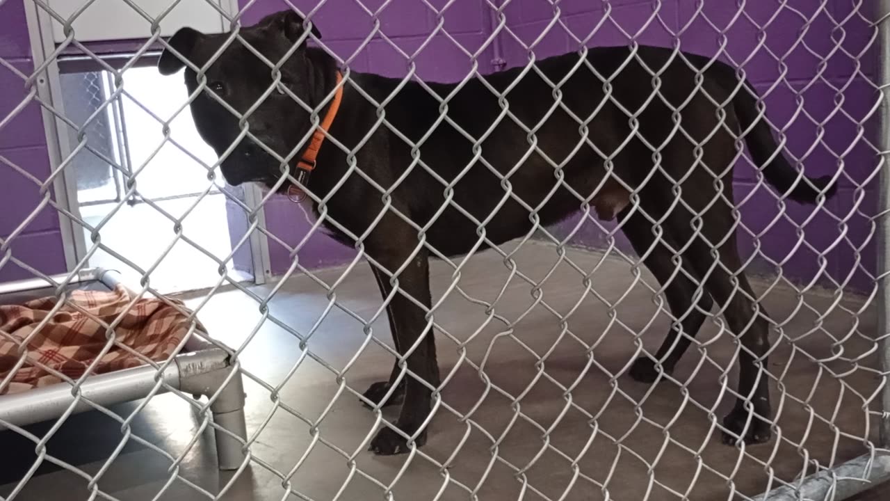 Juaquin 3y Pet Id 947340 kennel 24 HSSAZ shelter not wanting my kibble 677