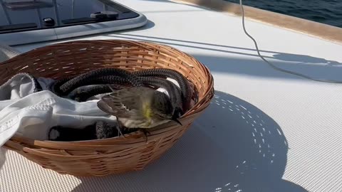 Brief Love Story With Little Bird At Sea