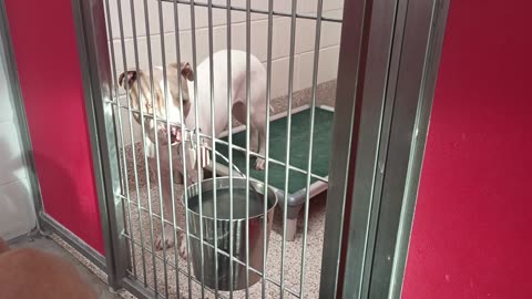 Winnie-light mix 2y A867482 Lily-dark mix 1y A862138 kennel 64 pod 3 PACC shelter20250706_800