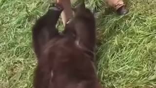 This family rescued the injured bear