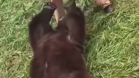 This family rescued the injured bear