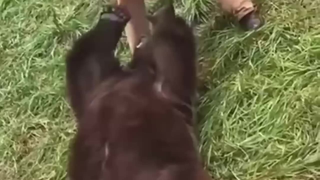 This family rescued the injured bear