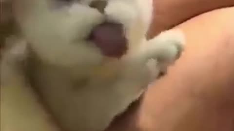 "Funniest Cat Moments That Feel Like a Comedy Show 🎭😹"