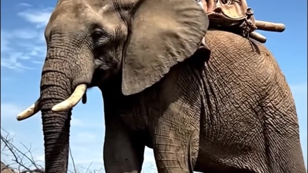 How To Ride and Elephant